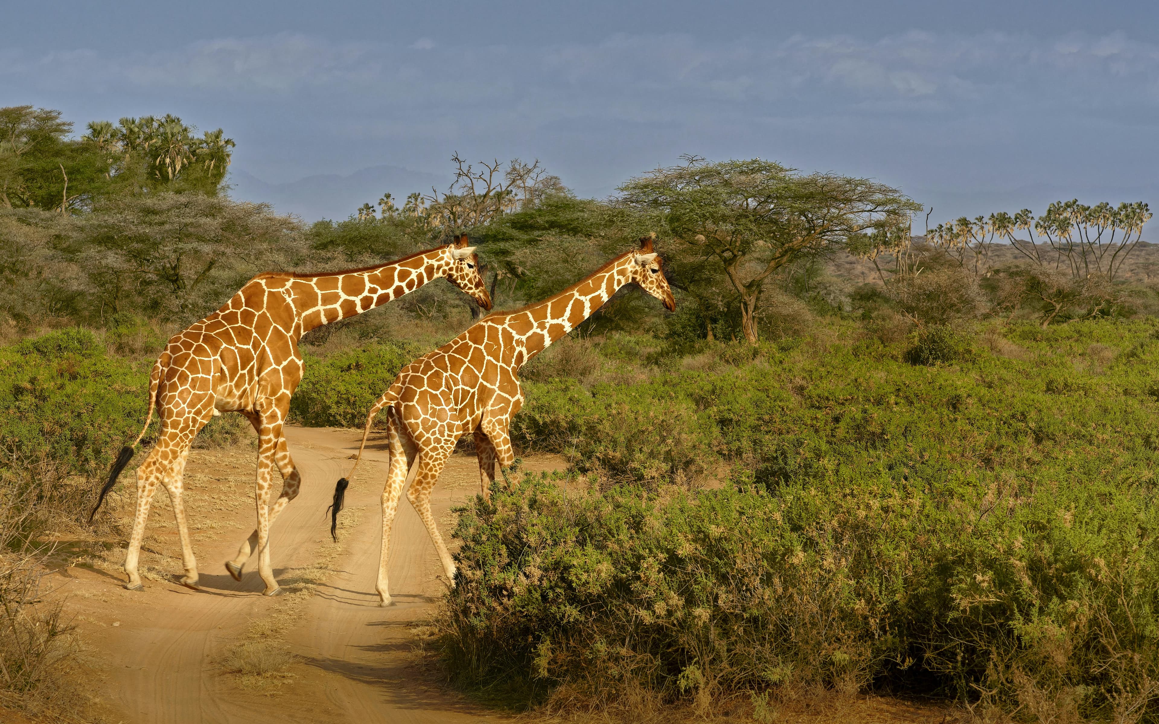 3 Days Samburu Adventure - Safari landscape
