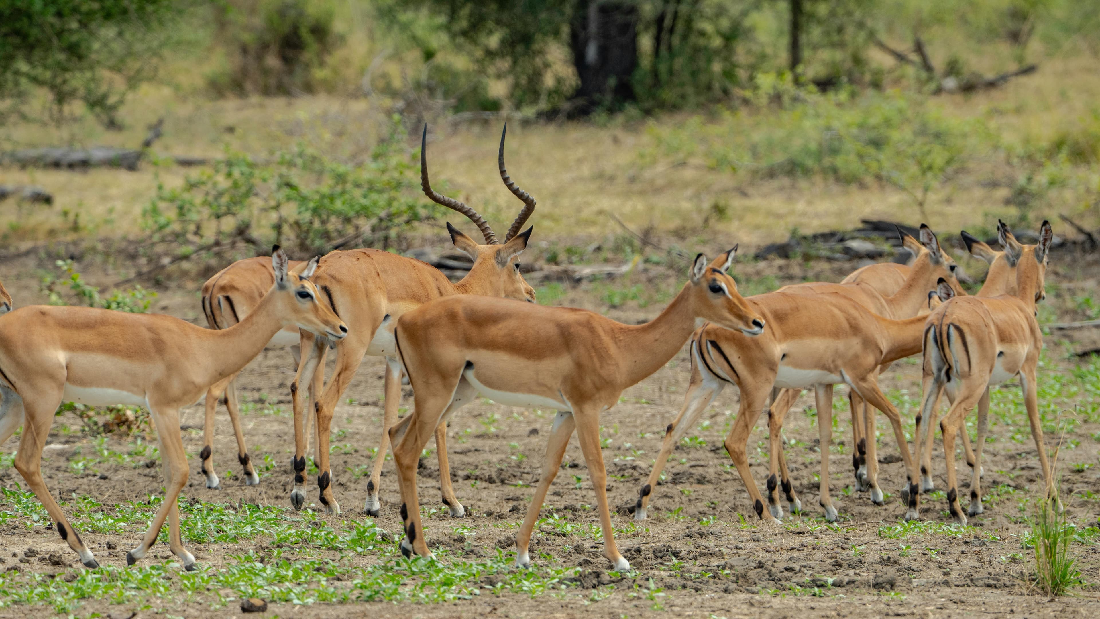 3 Days Serengeti Safari - Day 2
