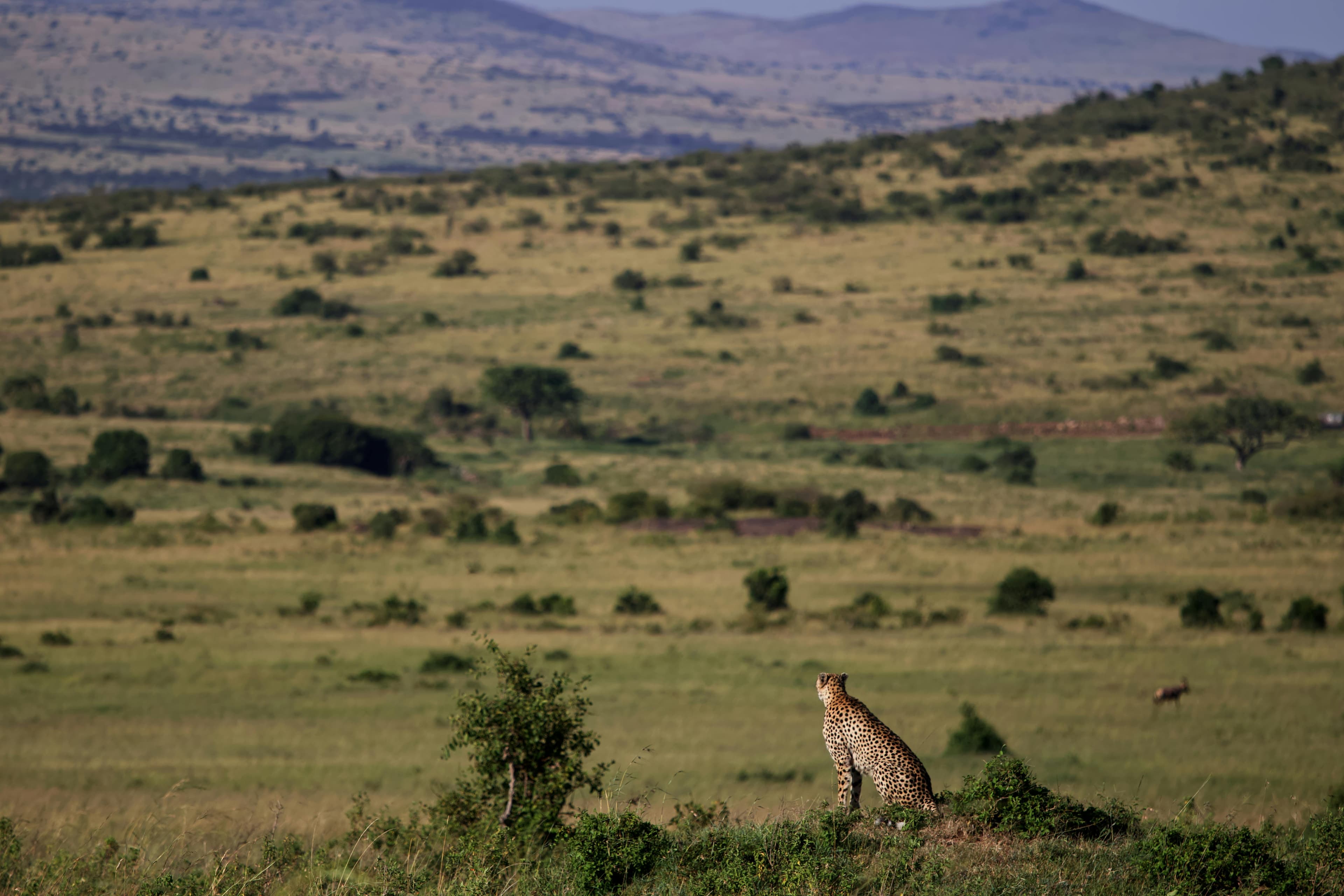 4 Day Lake Naivasha & Maasai Mara Safari - Day 4 Use a closing savannah or sunrise image from the Mara.