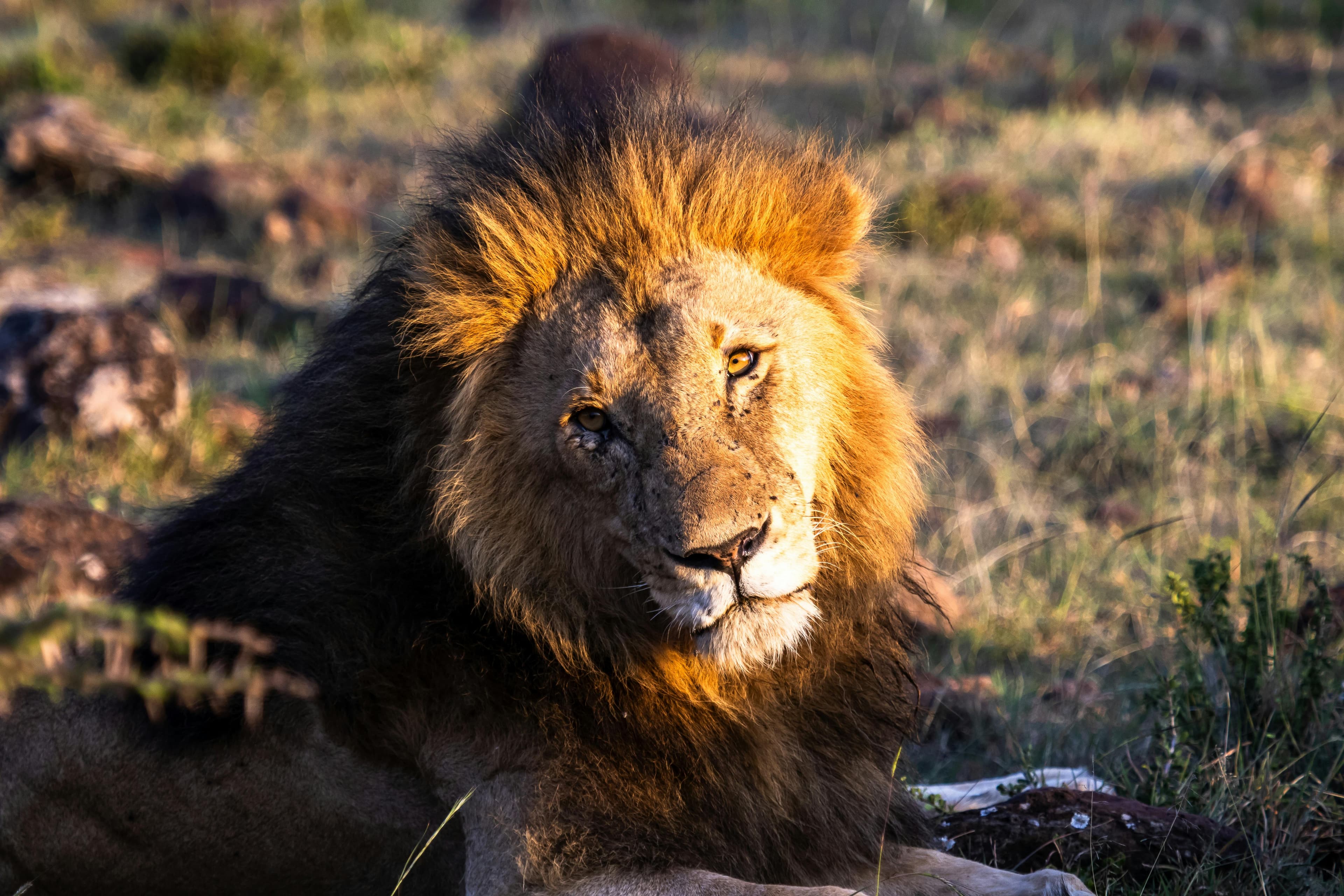 4 Day Lake Naivasha & Masai Mara Safari - Safari landscape