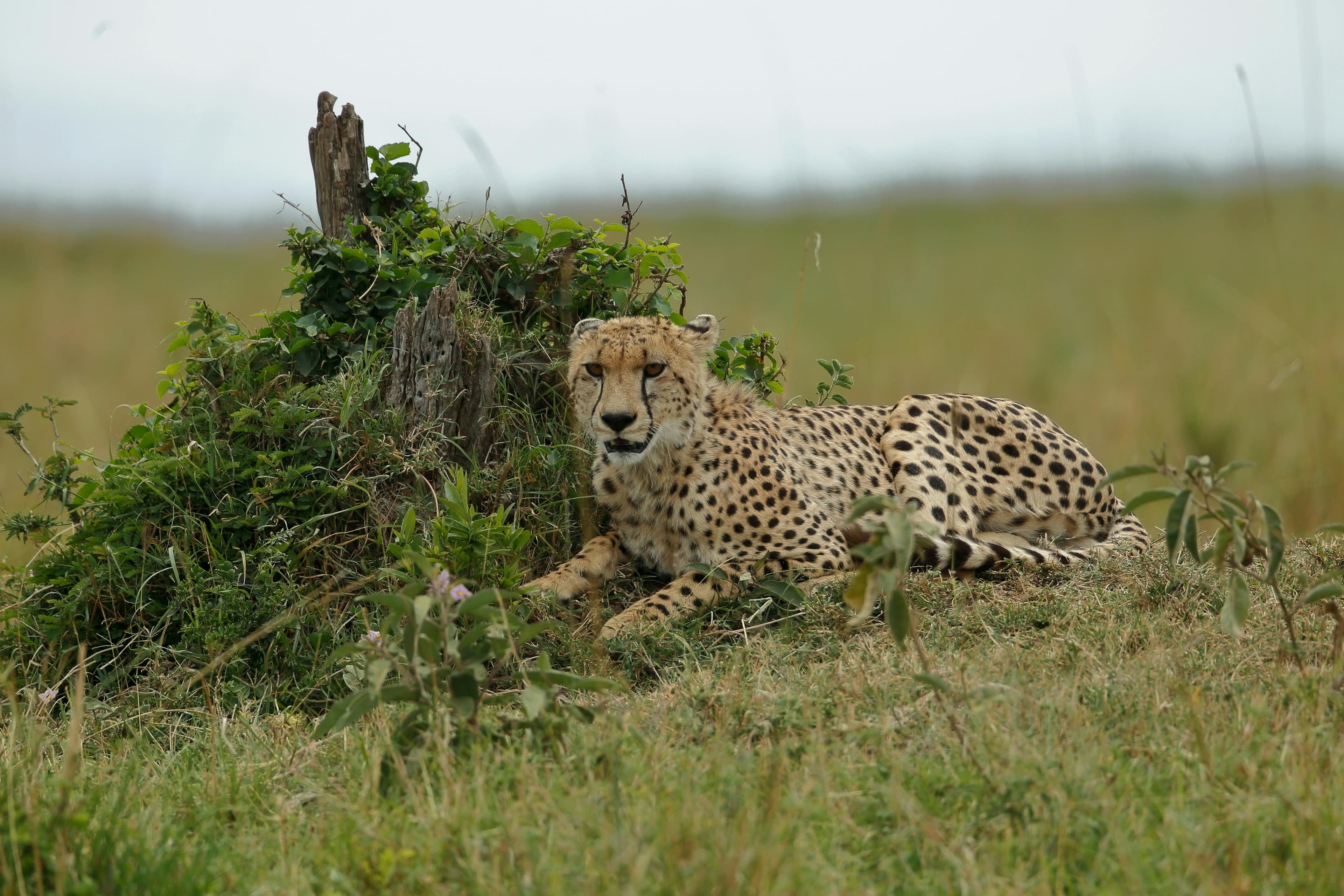 4 Days Best of Kenya Safari Tour - Day 2