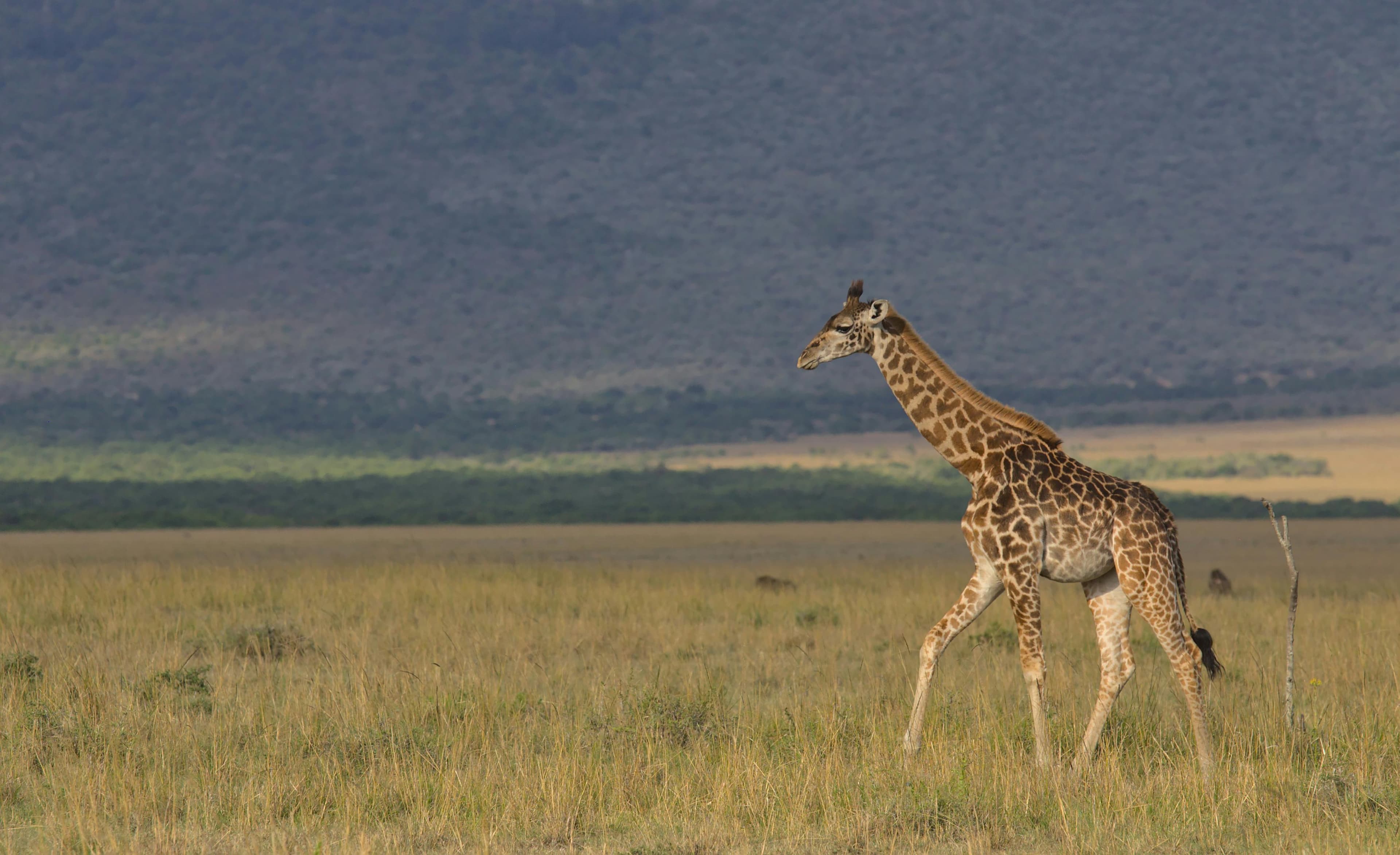 4 Days Best of Kenya Safari Tour - Day 4