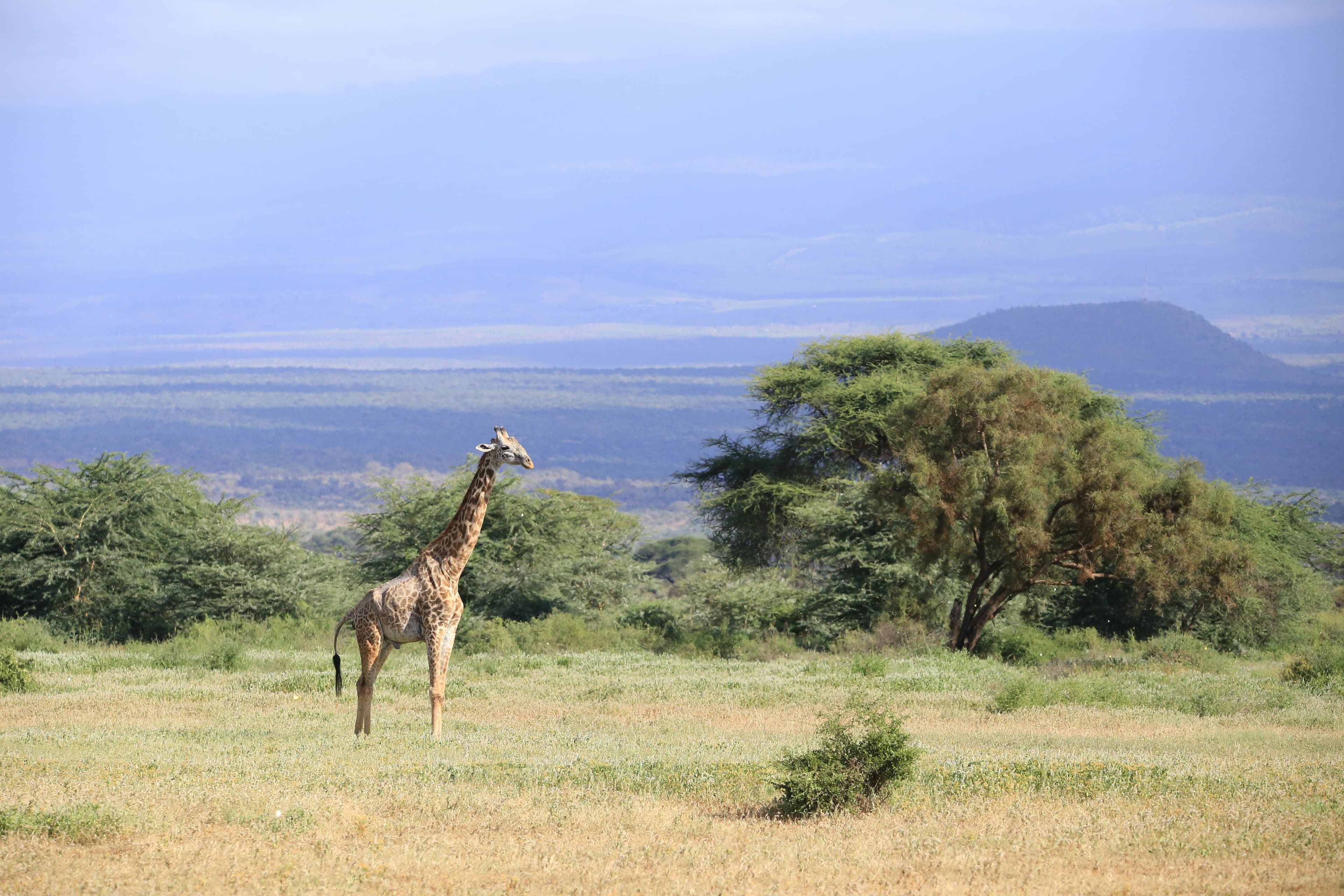 4 Days Ol Pejeta & Samburu safaris - Day 2