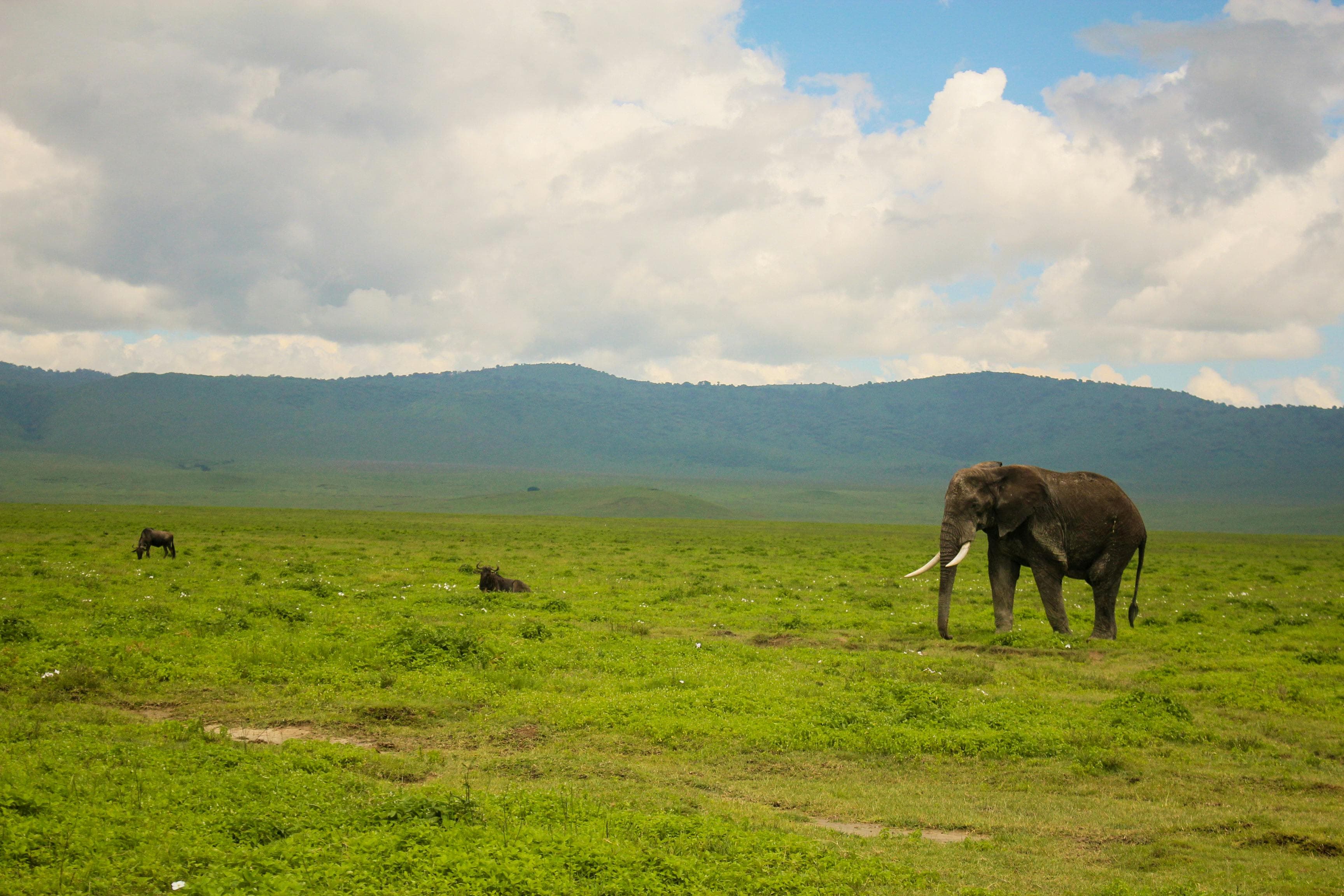 4 Days The Ultimate Tanzania Safari - Day 1