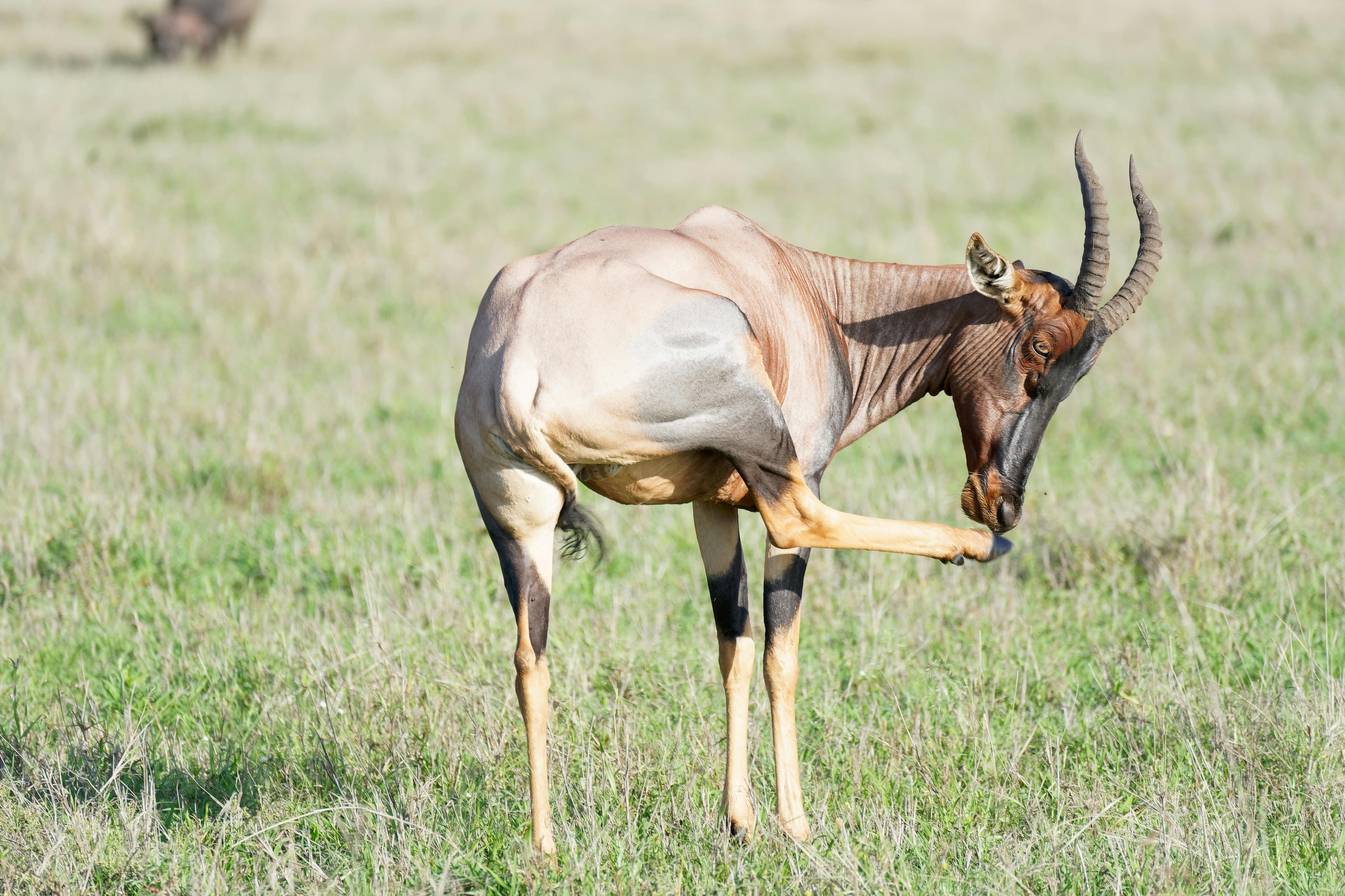 5 Days Tanzania Safari - Day 5