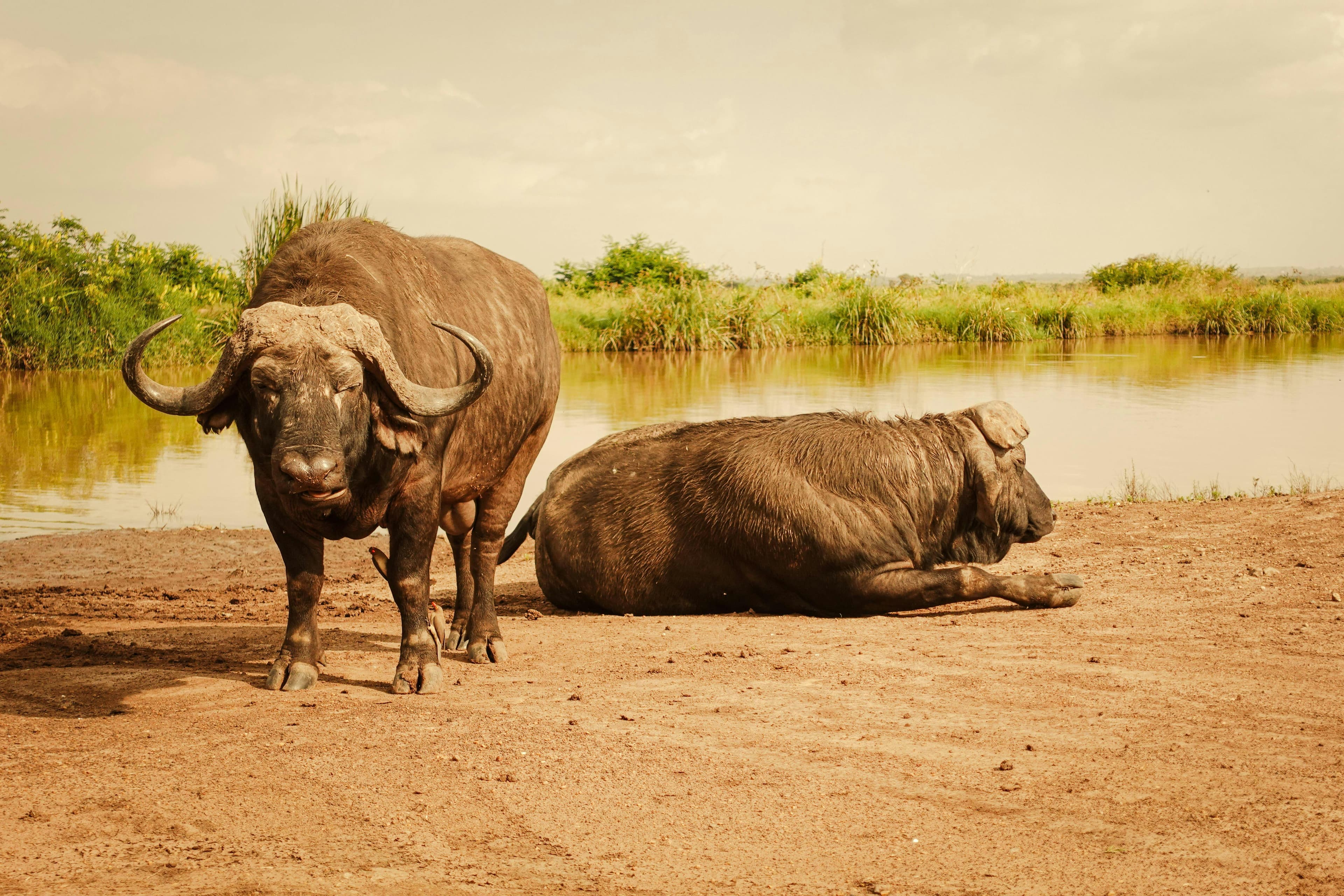 6-Day Kenya–Tanzania Safari - Day 1