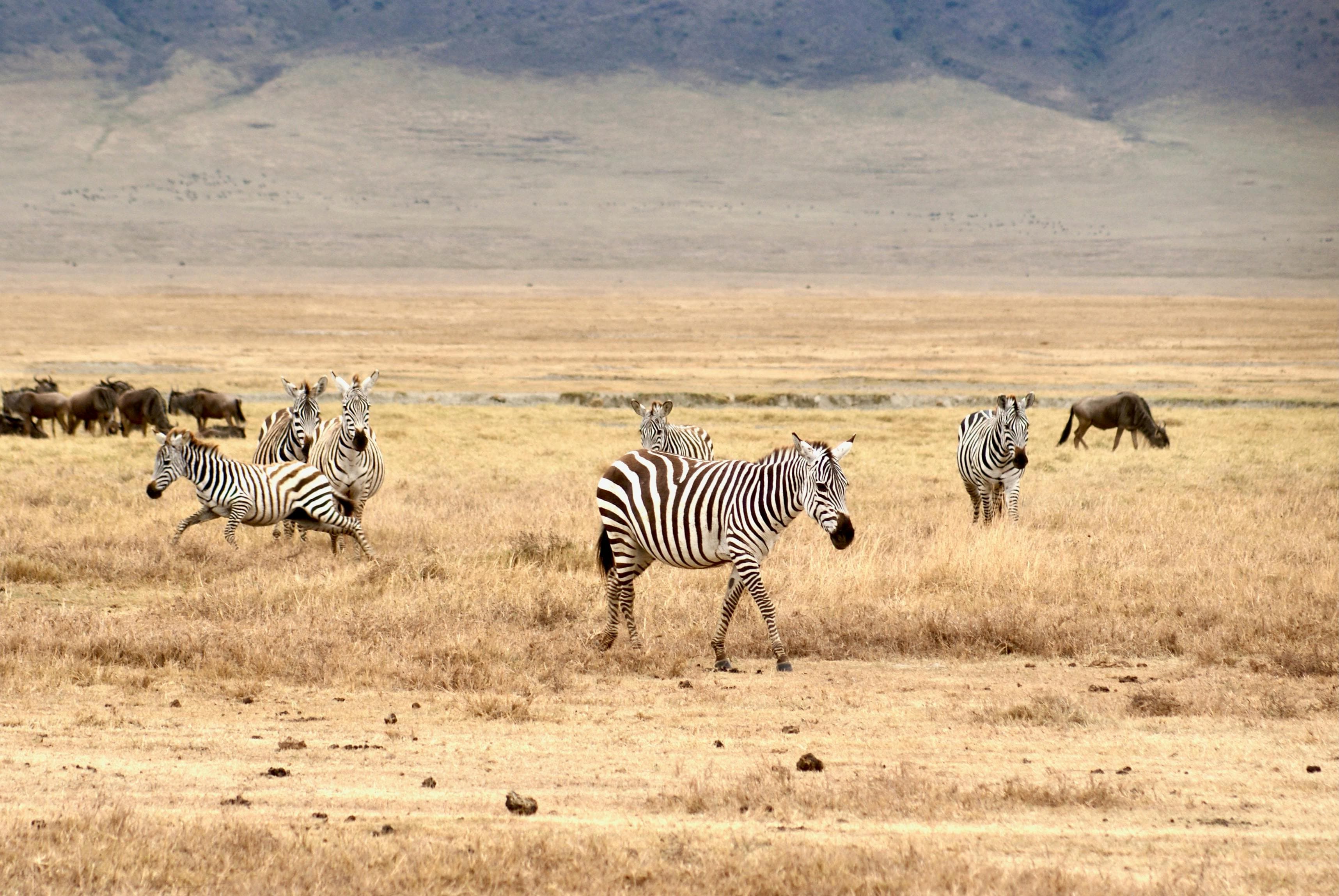 6-Day Kenya–Tanzania Safari - Day 5