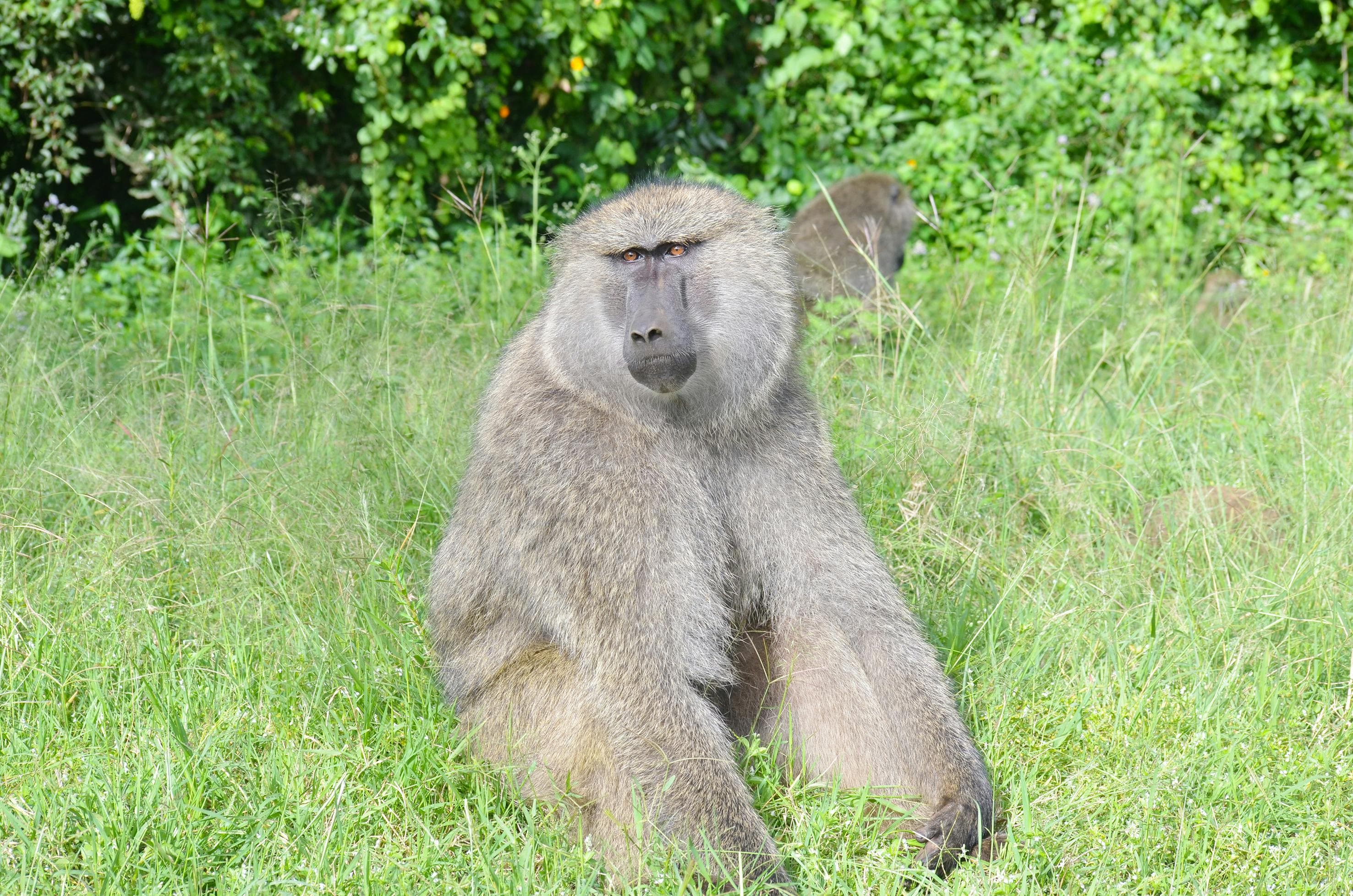 7-Day Kenya & Tanzania Safari - Day 1