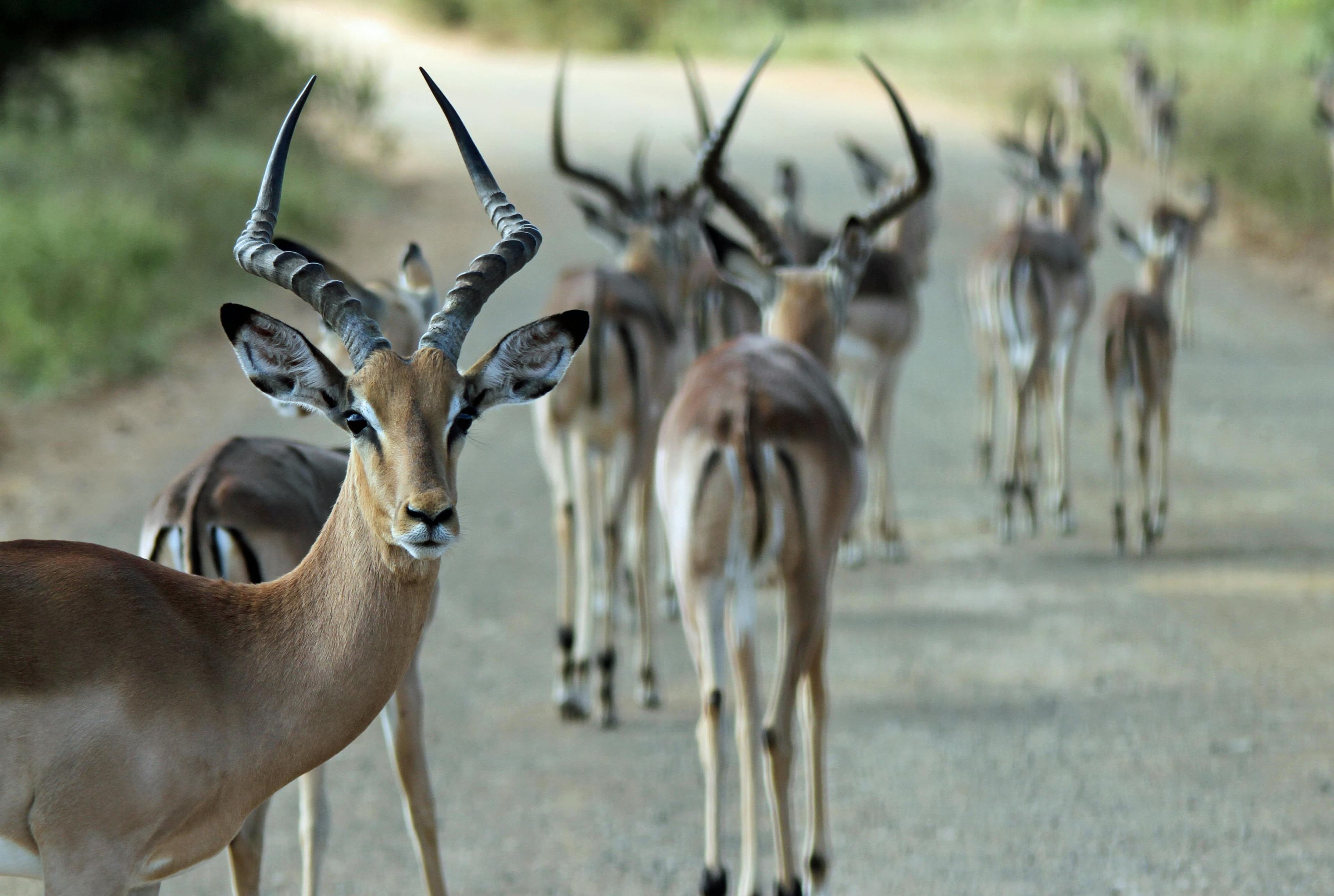 7-Day Kenya & Tanzania Safari - Day 3