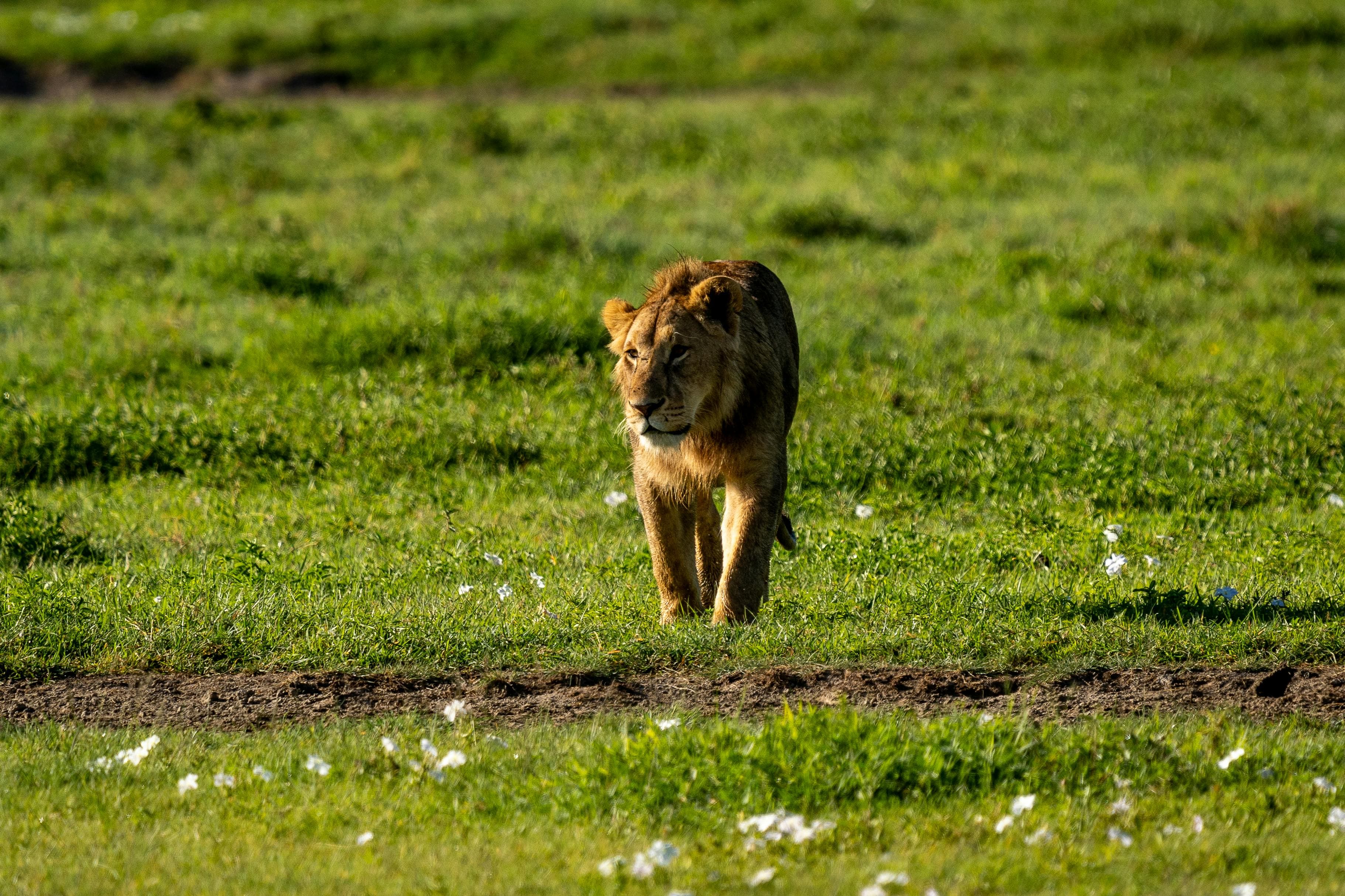 7-Day Kenya & Tanzania Safari - Day 6