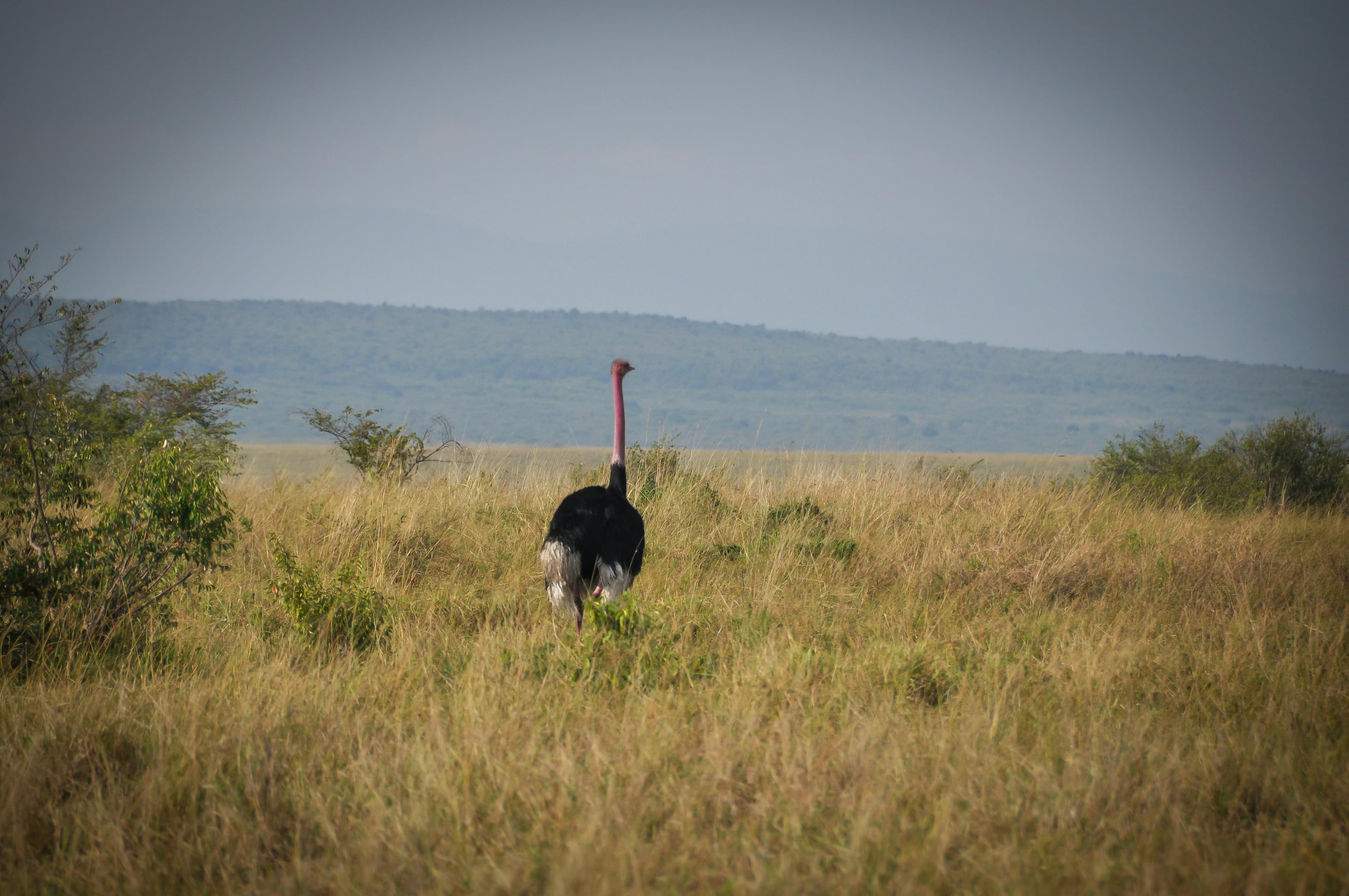 8-Day Kenya & Tanzania Safari Adventure - Day 5