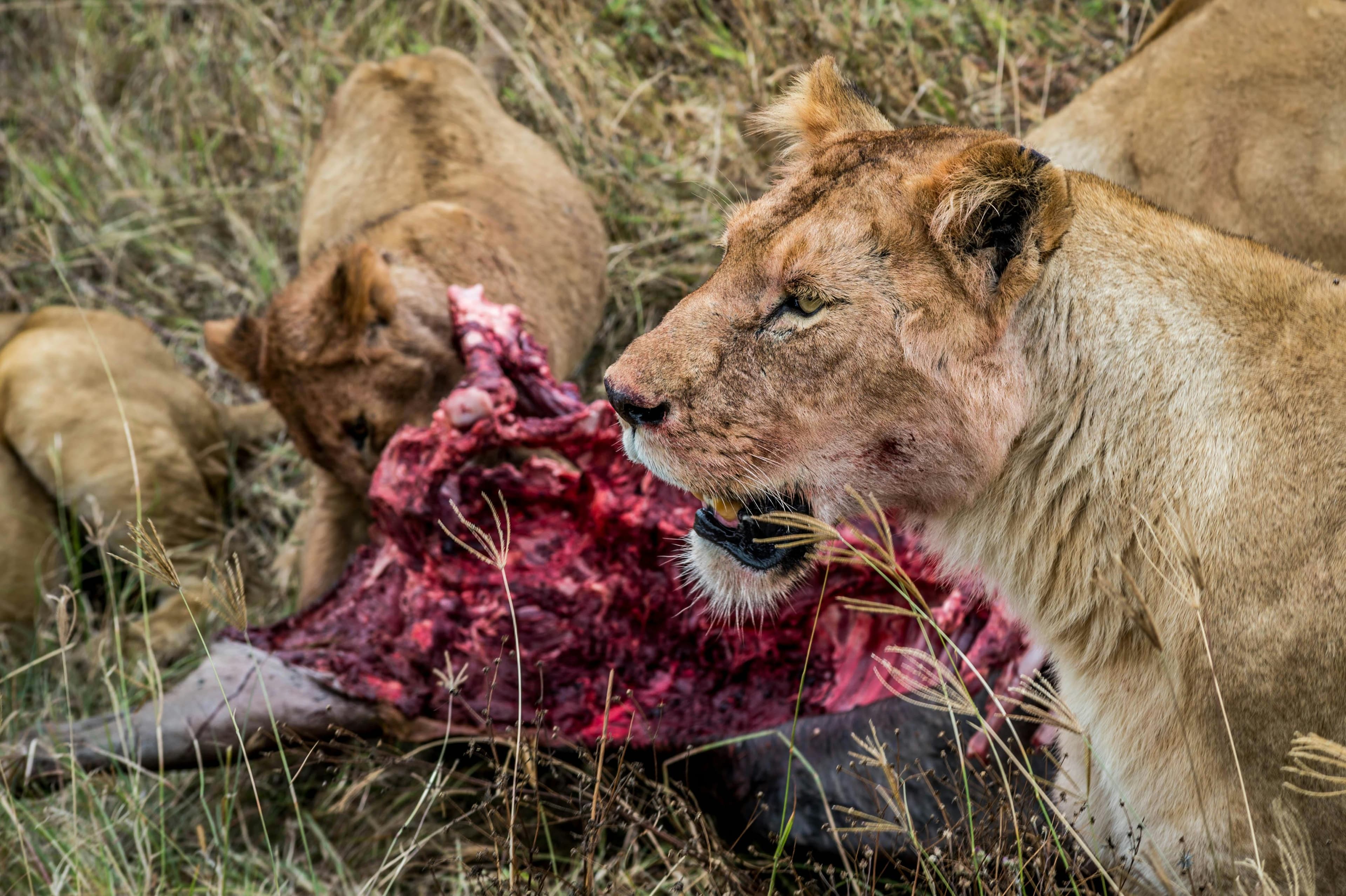 8-Day Kenya & Tanzania Safari Adventure - Day 8