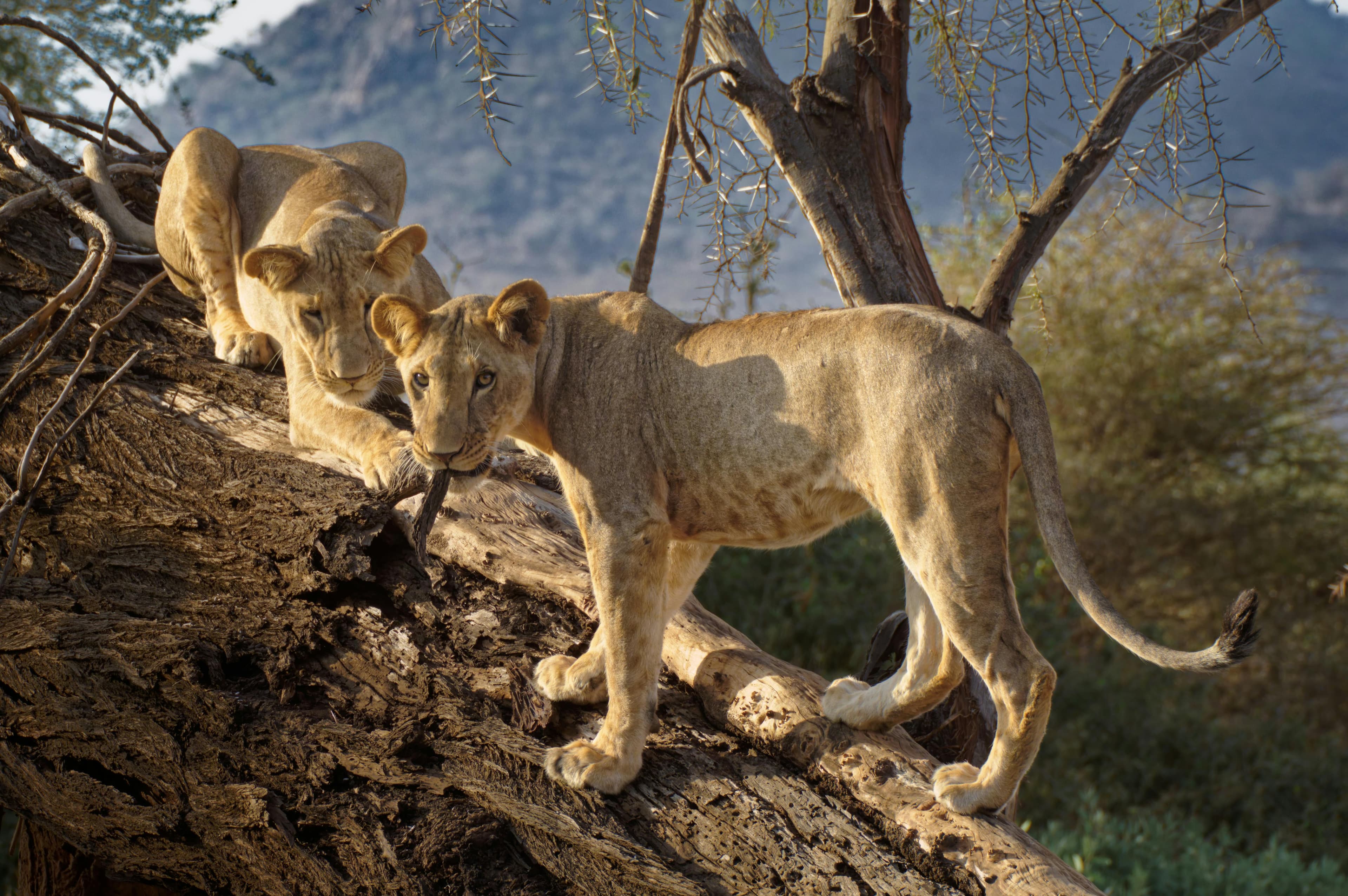 8 Days Best of Kenya Safari Experience - Day 5