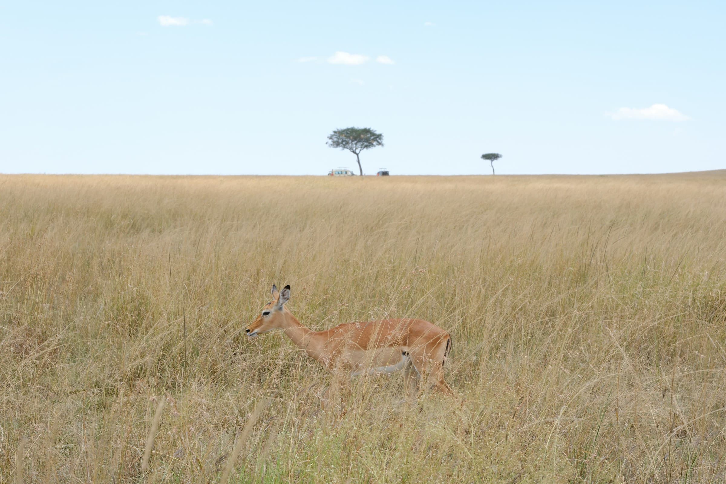 9-Day Kenya & Tanzania Safari TOUR - Day 7