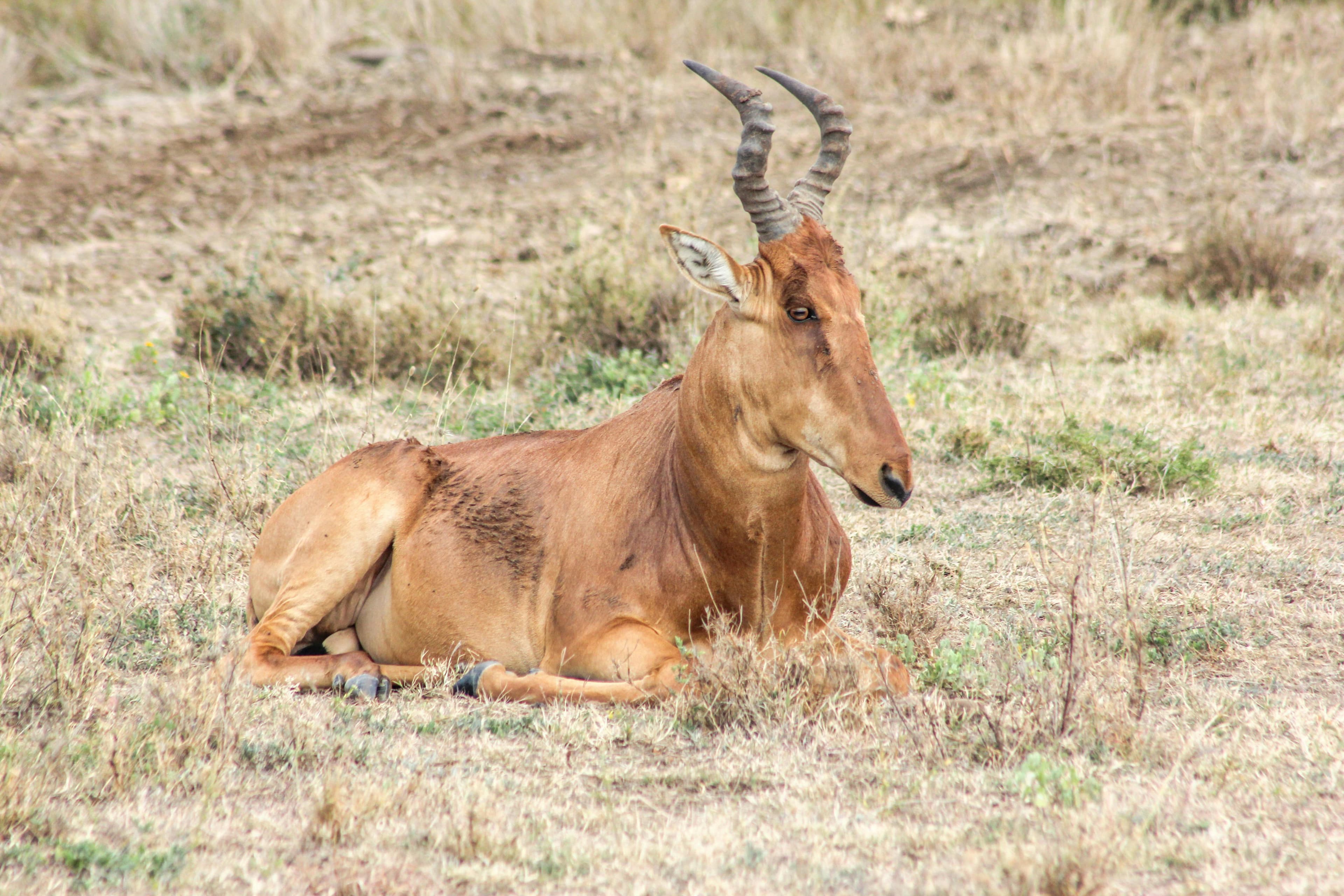 9-Day Kenya & Tanzania Safari TOUR - Day 8