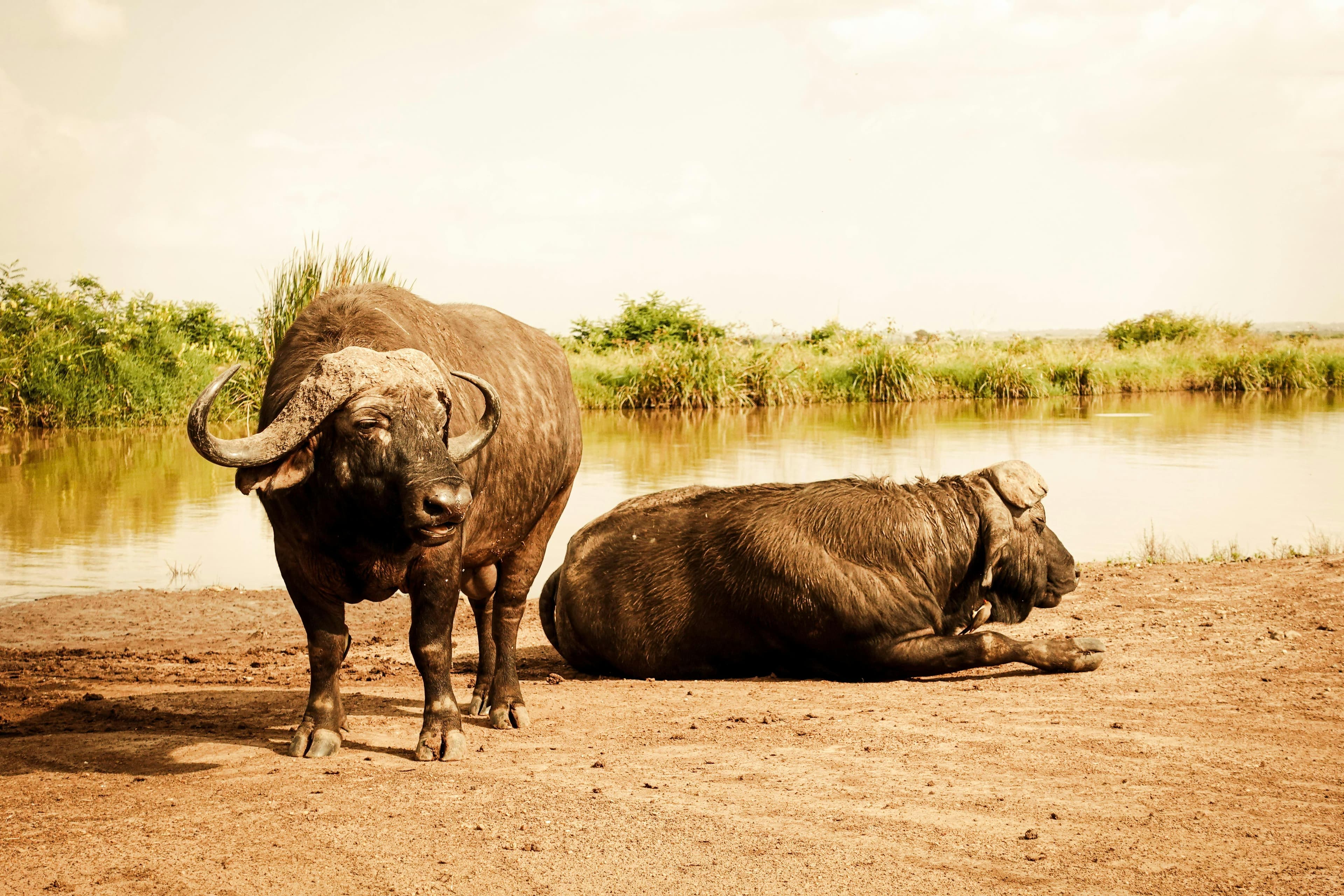 Half Day Nairobi National Park Tour - Day 1
