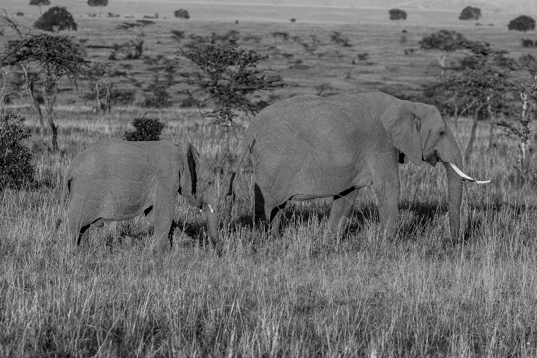Tsavo East - Wildlife