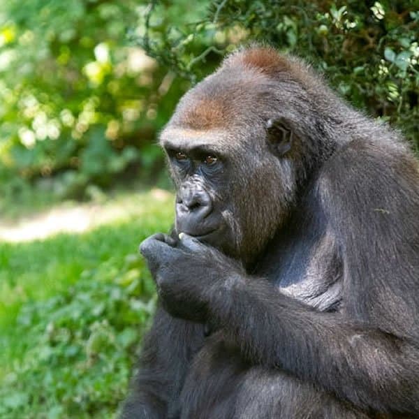 Gorilla in Uganda - primate, leaf