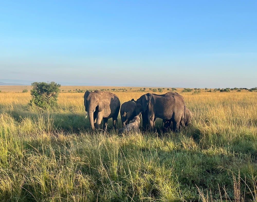 Elephant - elephant, natural-environment