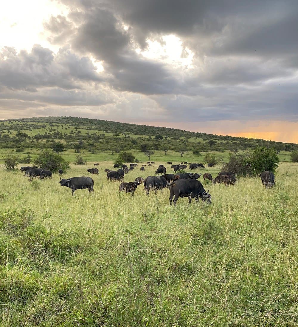 Wildlife - grass, natural-environment