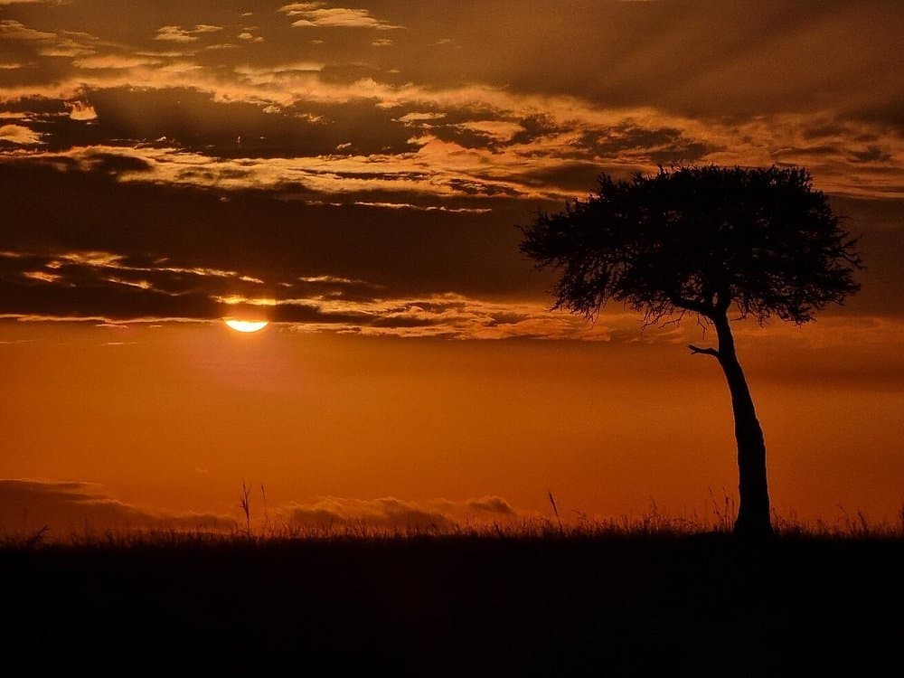 Landscape - nature, branch