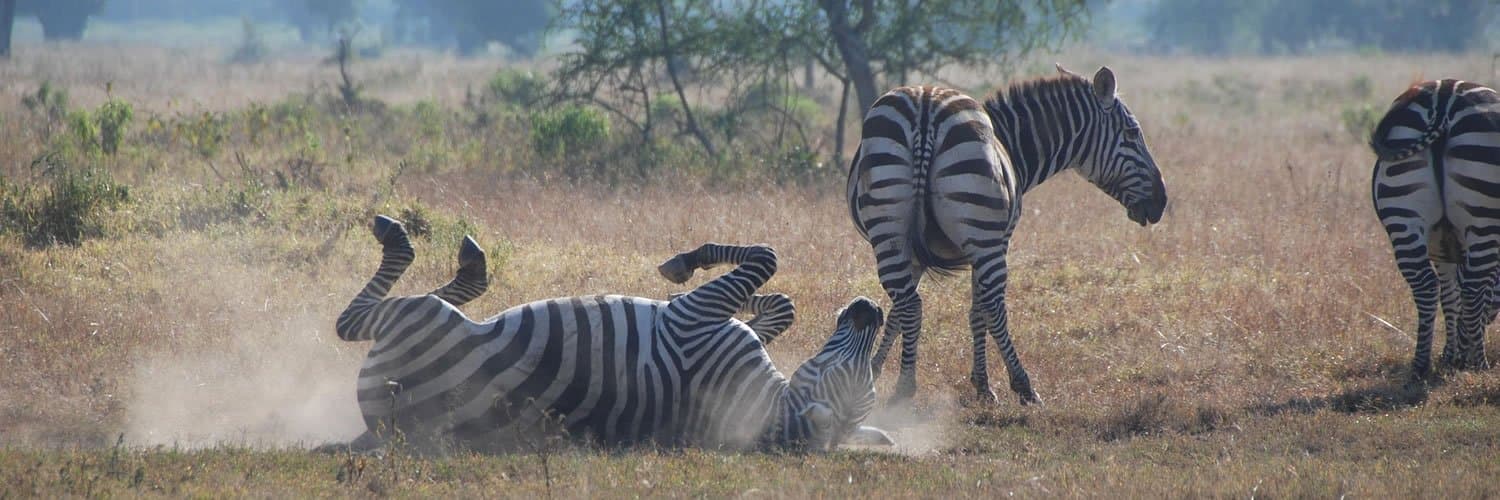 Zebra - zebra, grassland