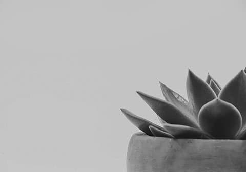 Image - white, monochrome-photography