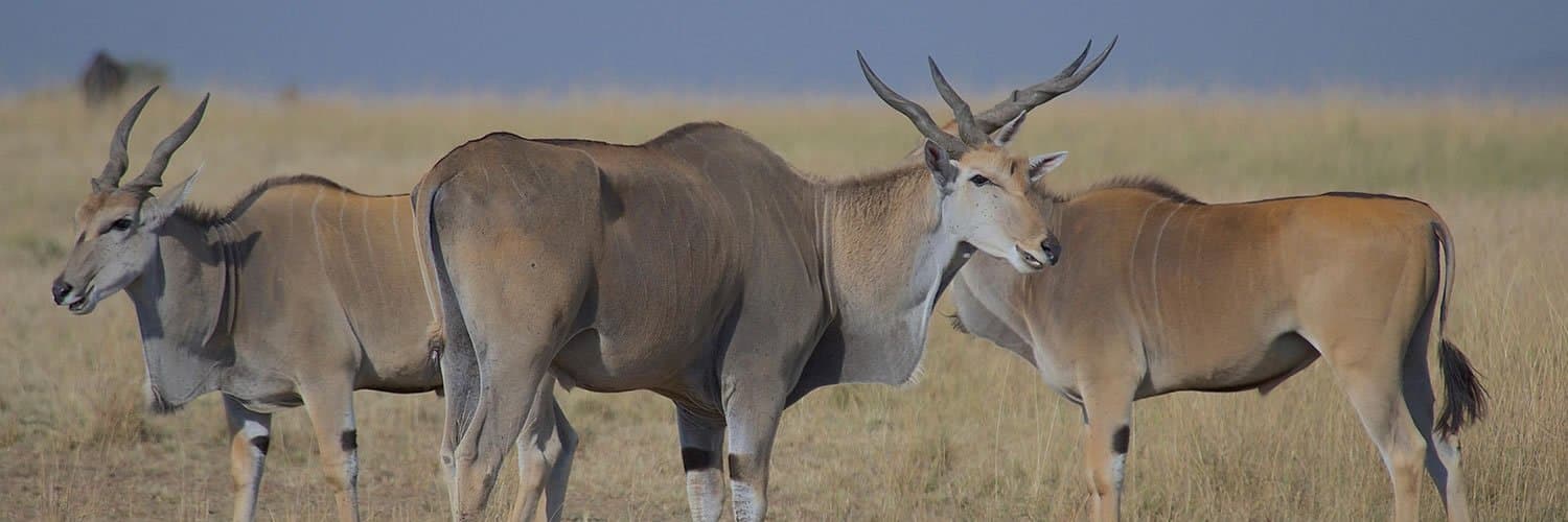 Antelope - antelope, horn