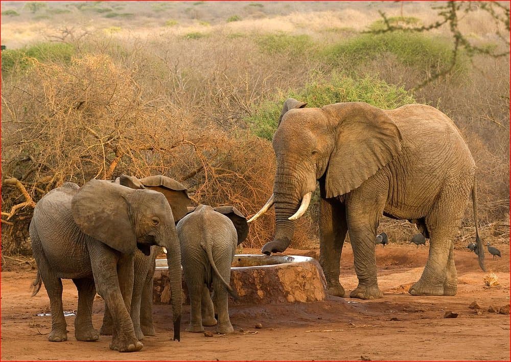 Elephant - elephant, african-elephant