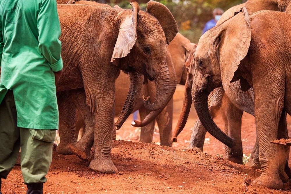 Elephant - elephant, temple