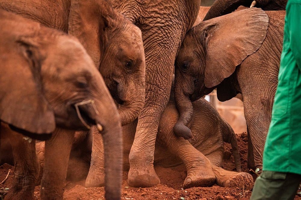 Elephant - elephant, temple