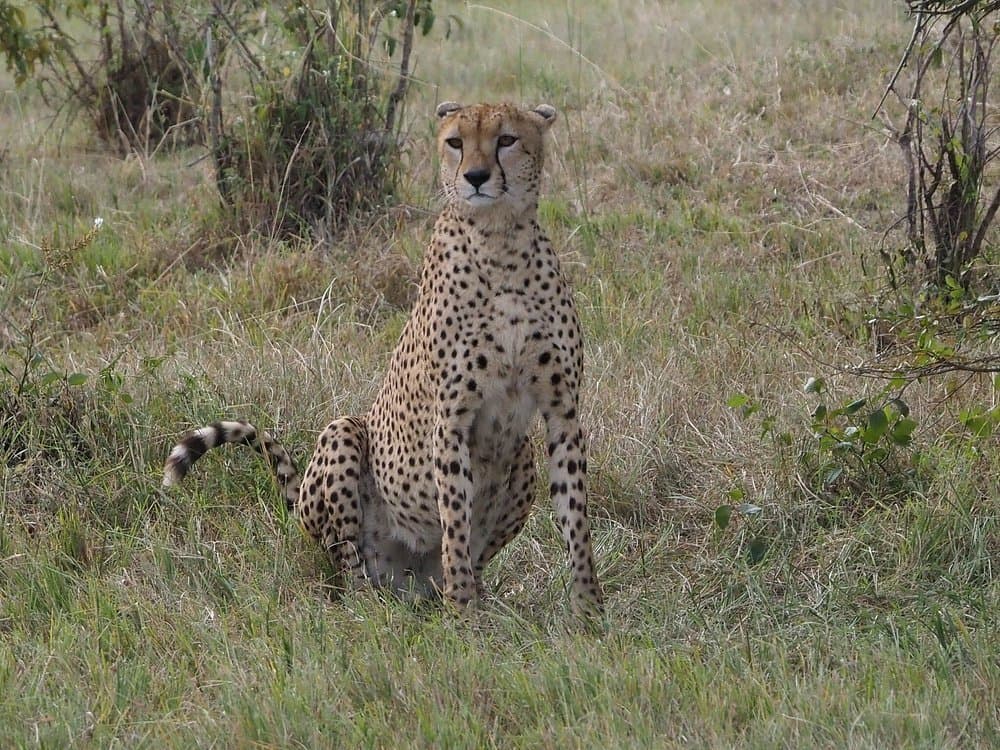Cheetah - felidae, cheetah