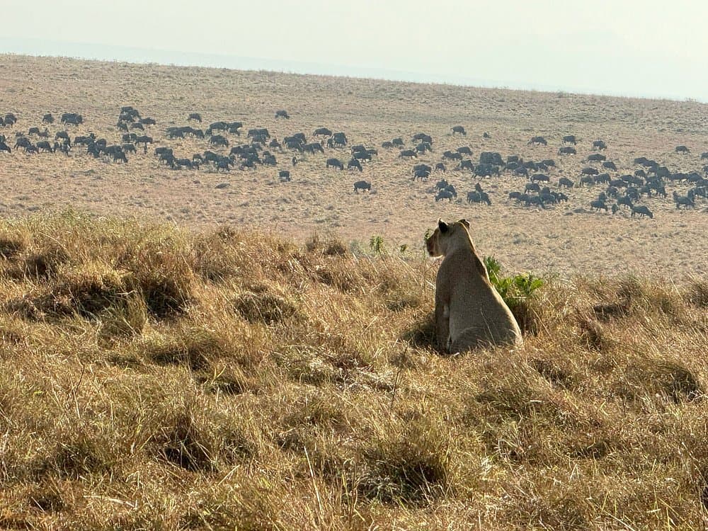 Lion - felidae, vertebrate