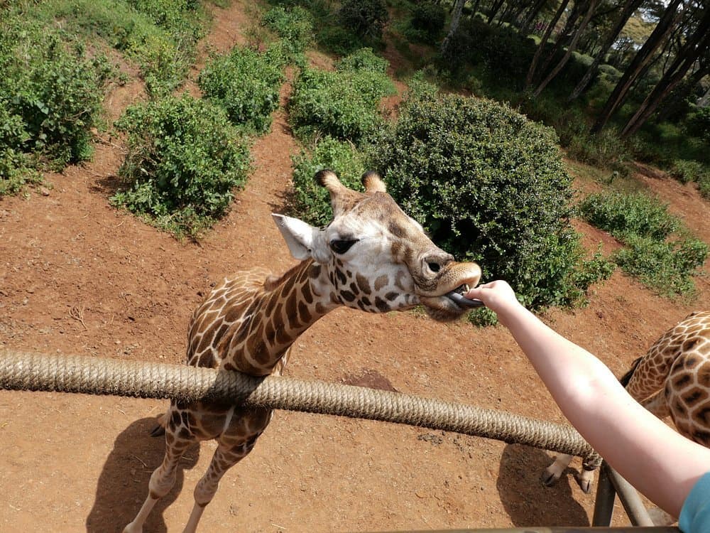 Giraffe - giraffids, giraffe