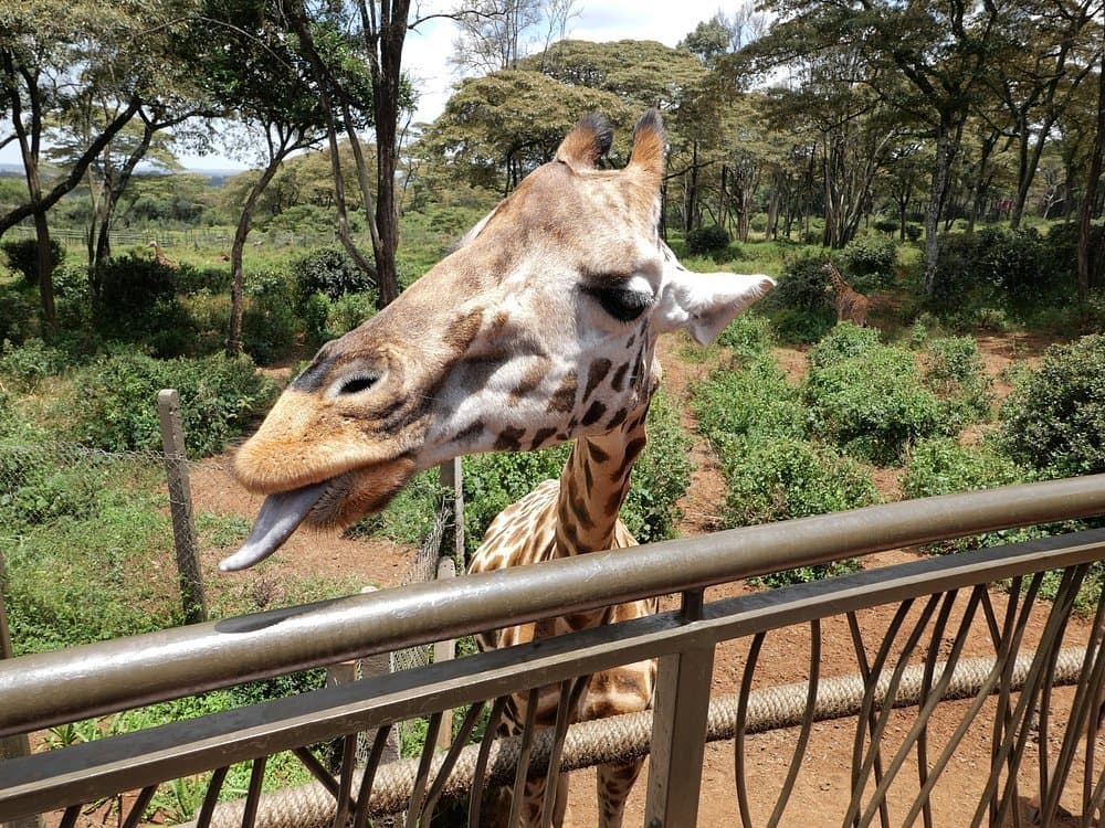 Giraffe - giraffids, giraffe