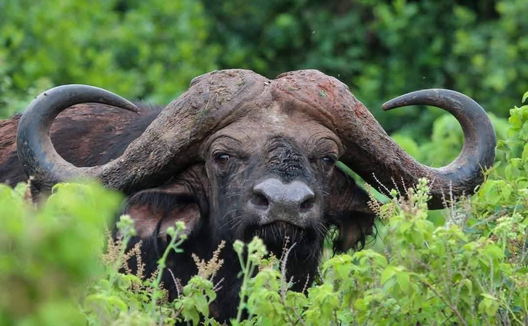 Wildlife - horn, bovinae