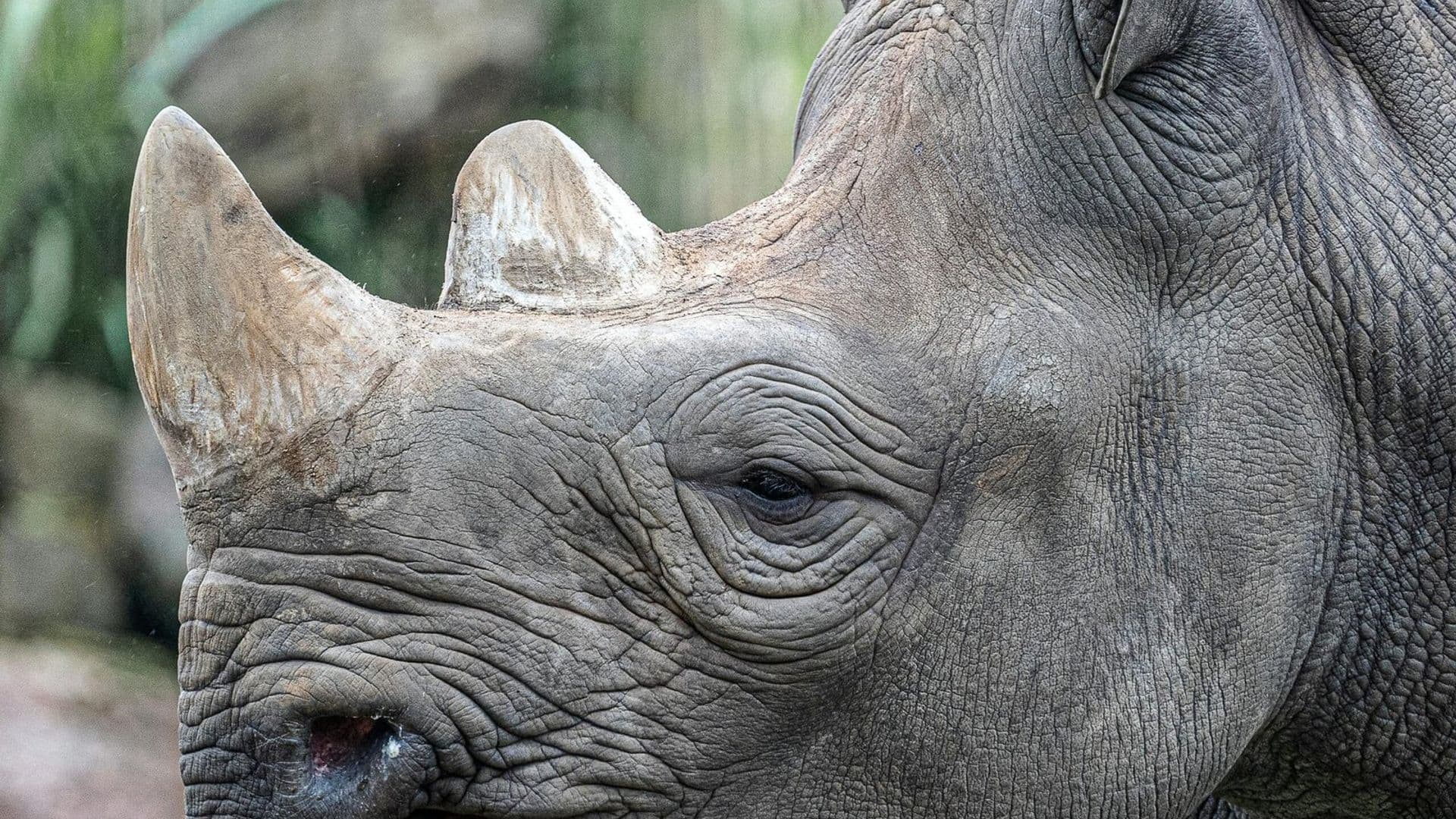 Wildlife - rhinoceros, neck