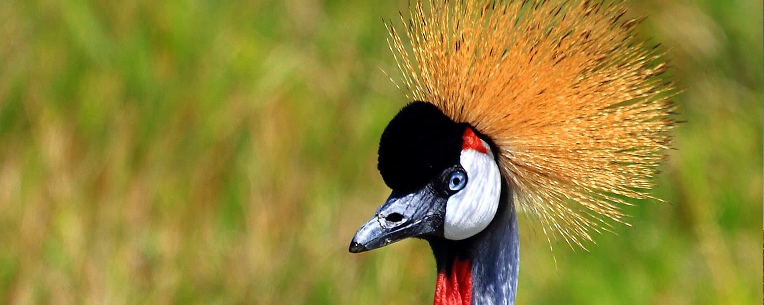 Jambo Mara Safari Lodge