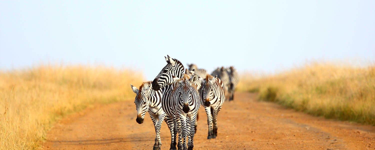 Jambo Mara Safari Lodge