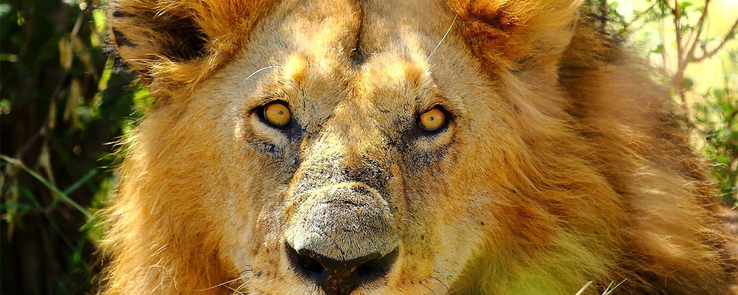 Jambo Mara Safari Lodge