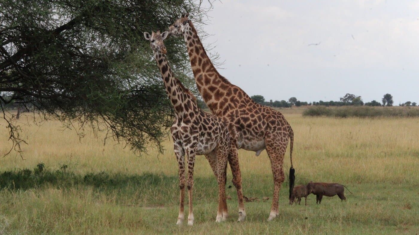 Giraffe in Kenya - giraffids, giraffe