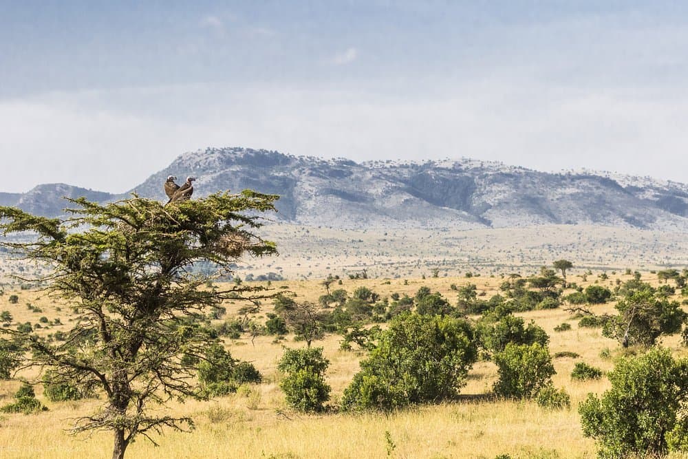 Mountain in Kenya - vegetation, natural-landscape
