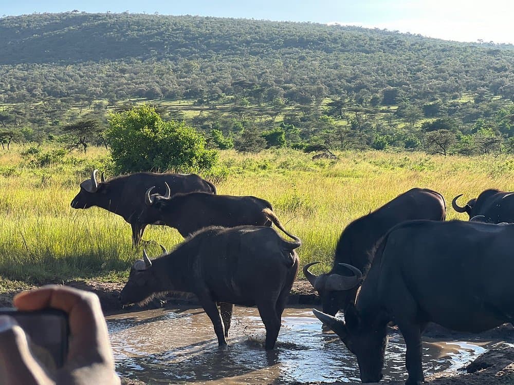 Wildlife in Kenya - working-animal, bovinae