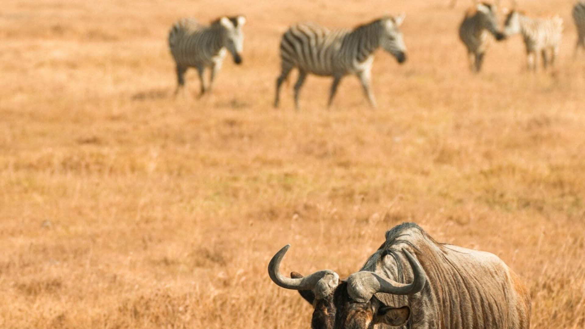 Zebra and Wildebeest and Cheetah in Kenya - zebra, grassland