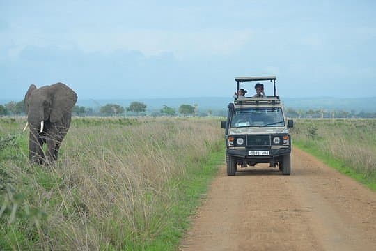 Elephant in Kenya - elephant, automotive-exterior