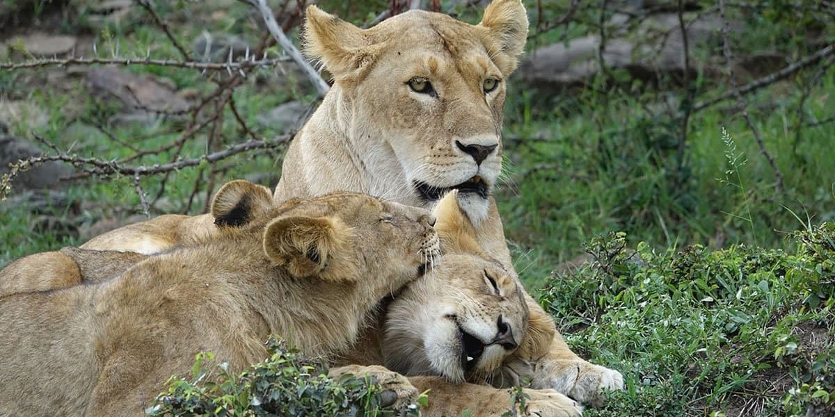 Lion in Kenya - felidae, lion