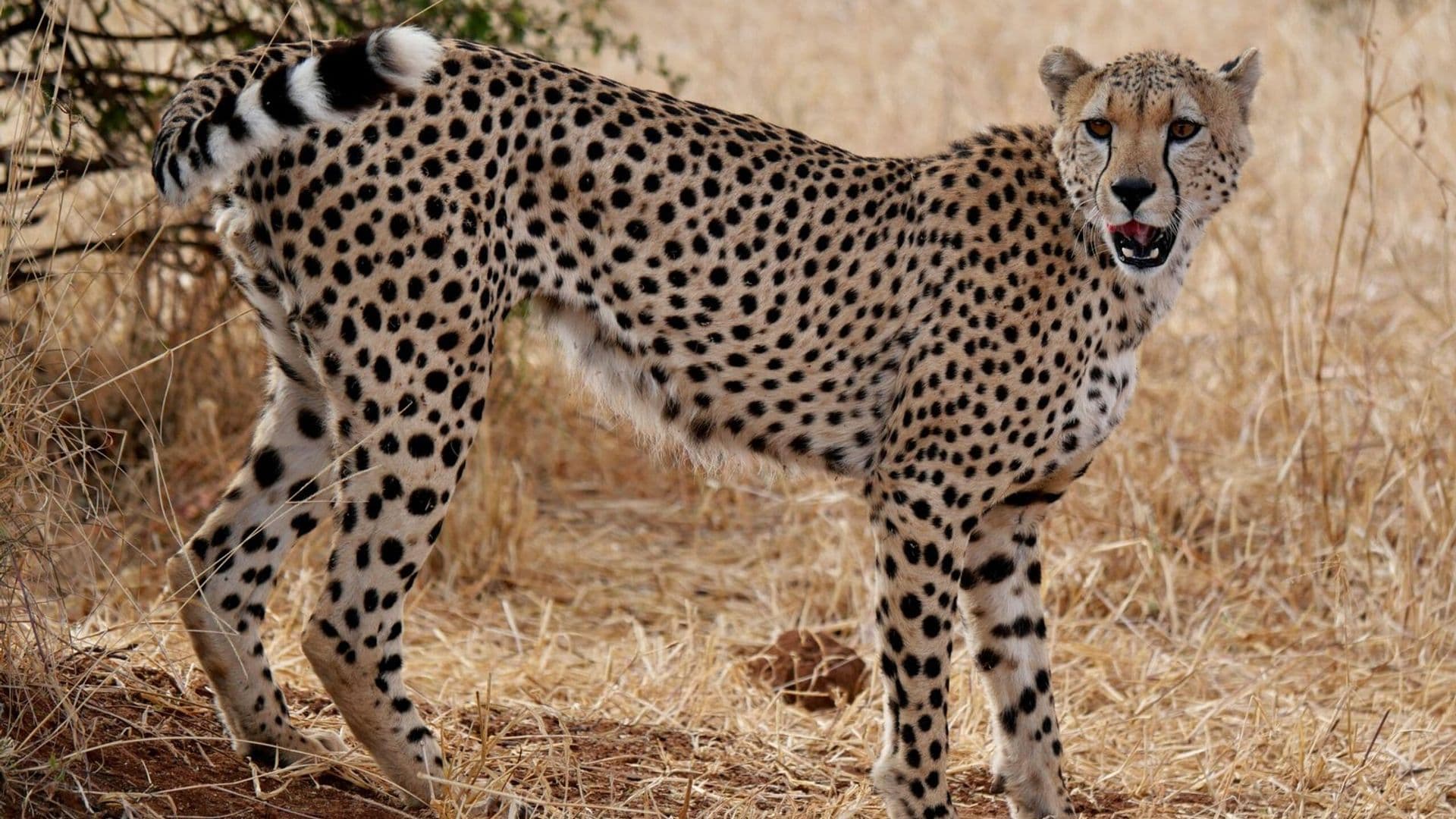Cheetah and Wildebeest in Kenya - felidae, vertebrate