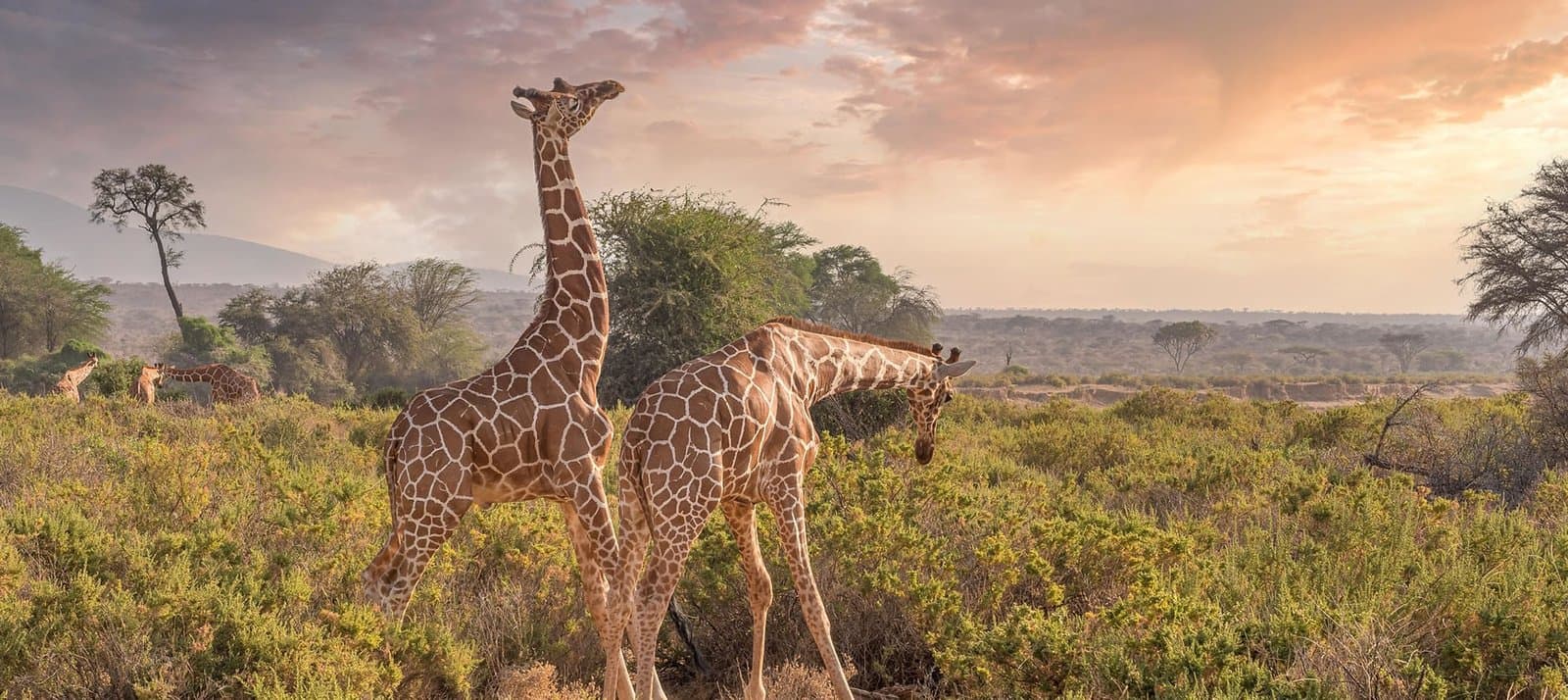 Giraffe in Kenya - giraffids, giraffe