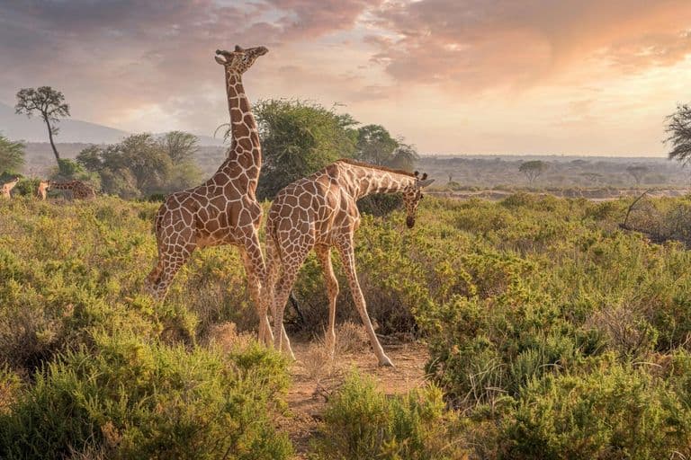 Giraffe in Kenya - giraffids, giraffe