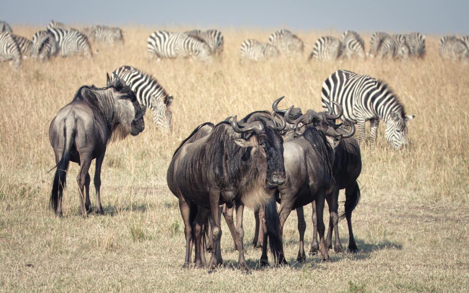 Zebra and Wildebeest and Lion in Kenya - herd, zebra